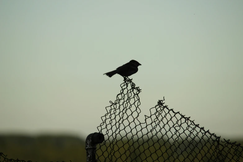 a bird standing on a fence that is fenced in