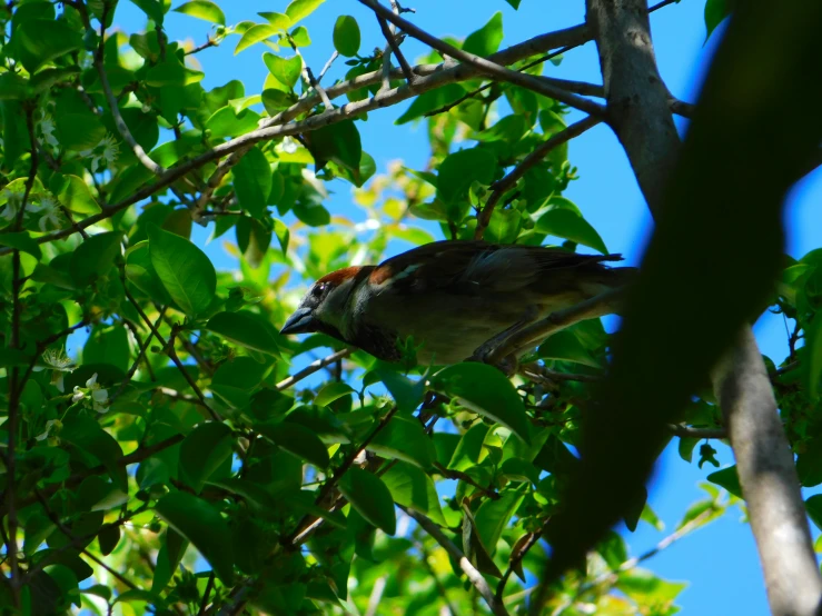 the bird is sitting in the green tree