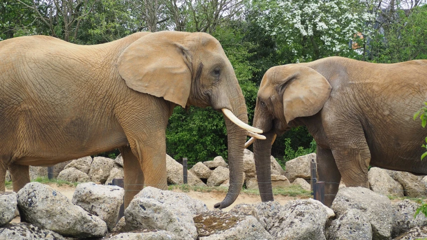 two elephants in a zoo touching trunks