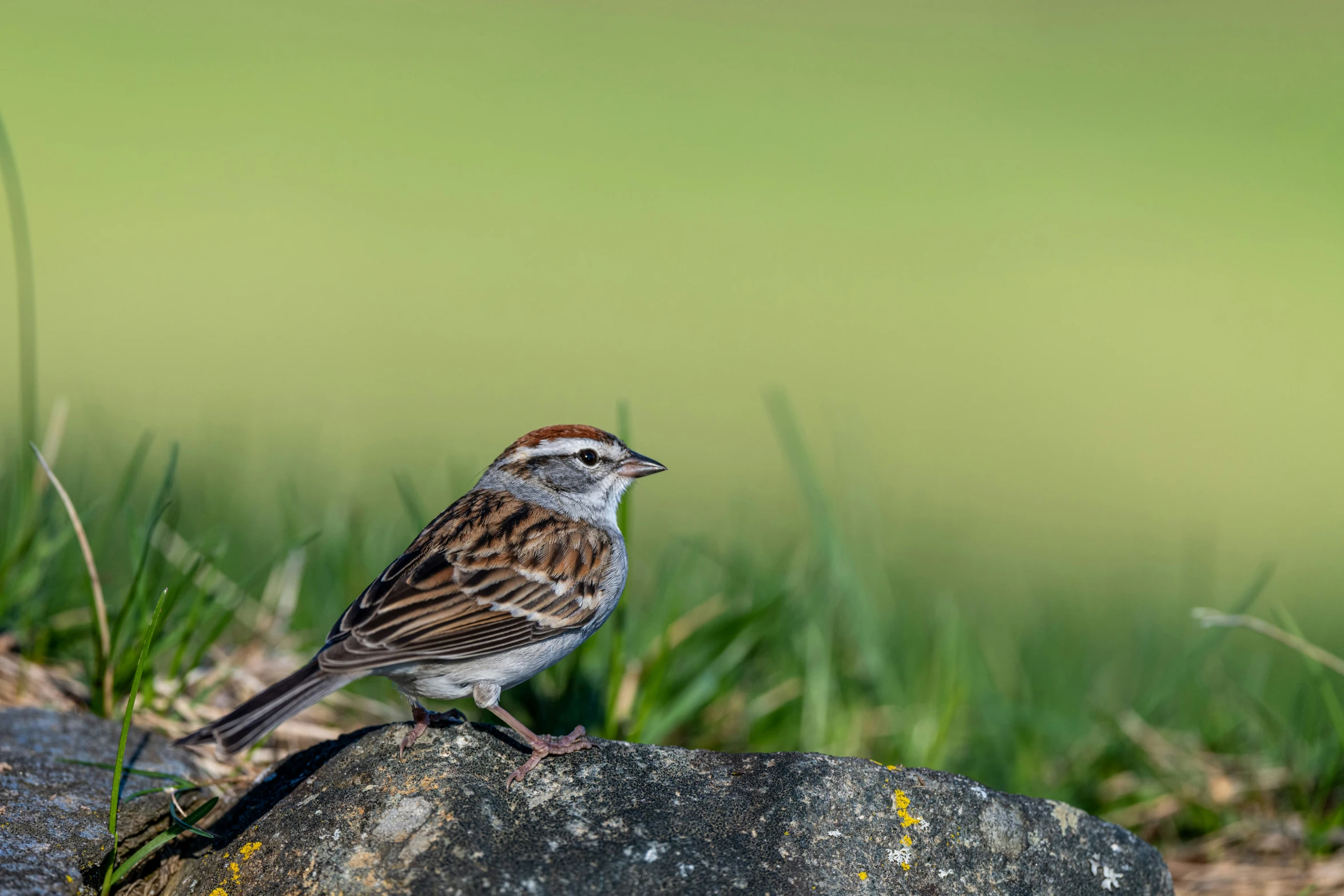 a small bird standing on the ground next to grass