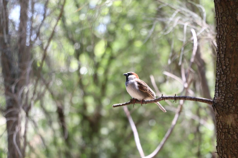 a bird sitting on a nch next to trees