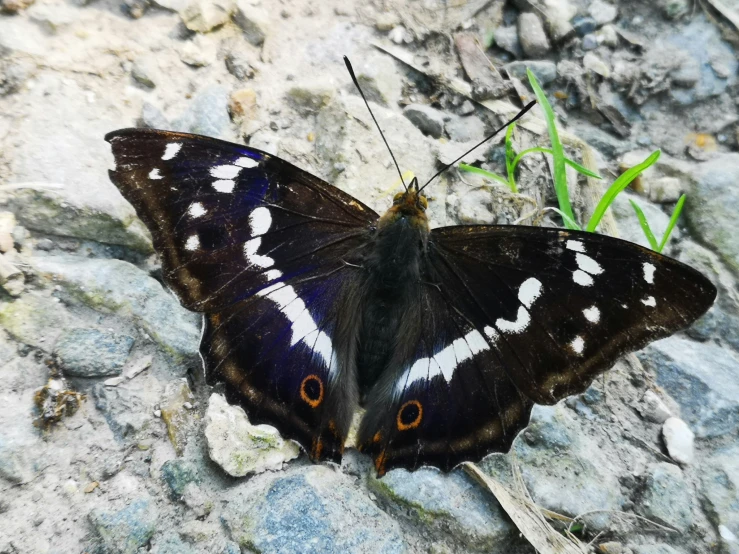 a black erfly with white markings on its wings and sitting on some rocks