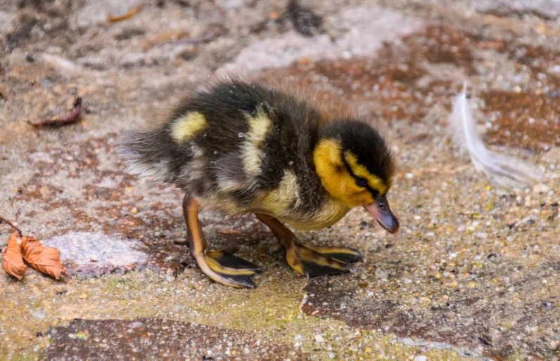 a baby duck is standing on rocks looking at the ground