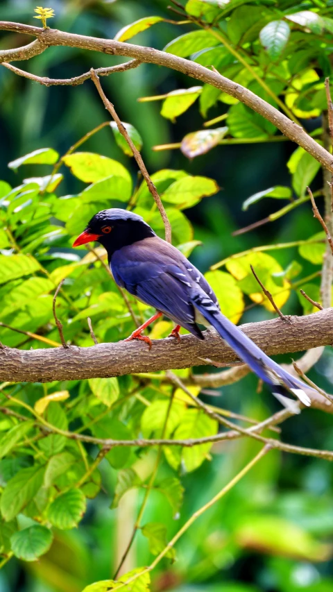 a bird with a red - ed beak sits on a nch