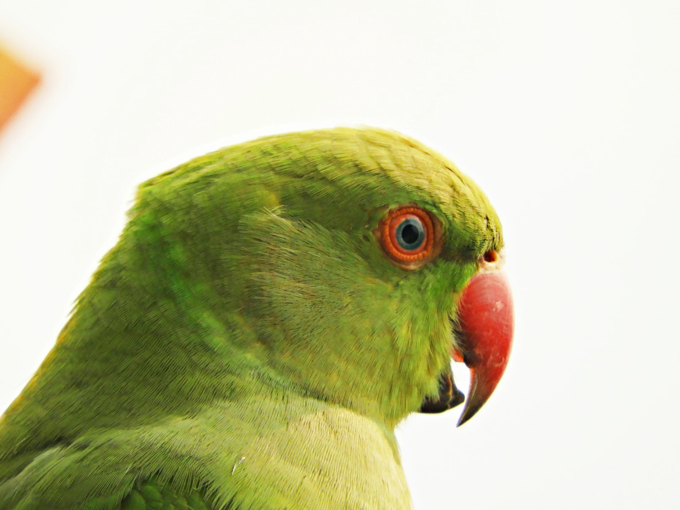 an parrot that has orange on its face