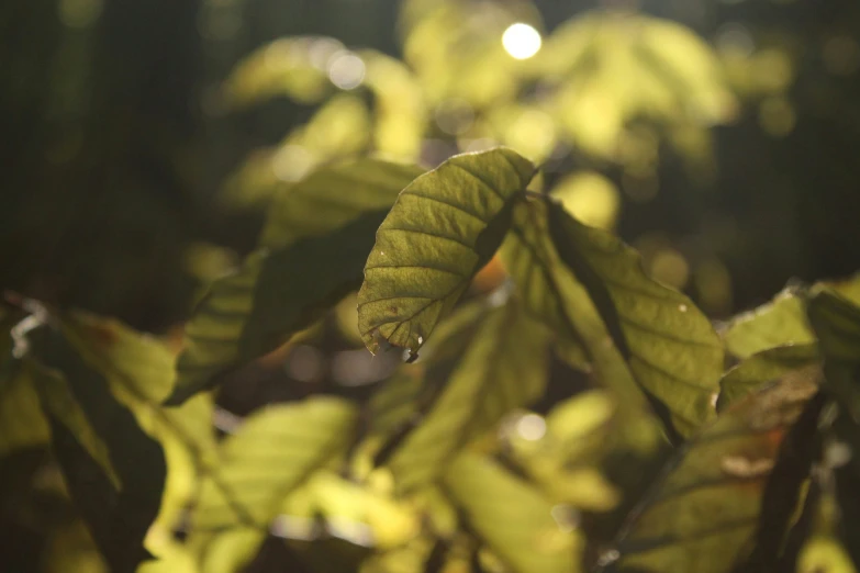 a leaf hangs from a tree with the sun shining through the leaves