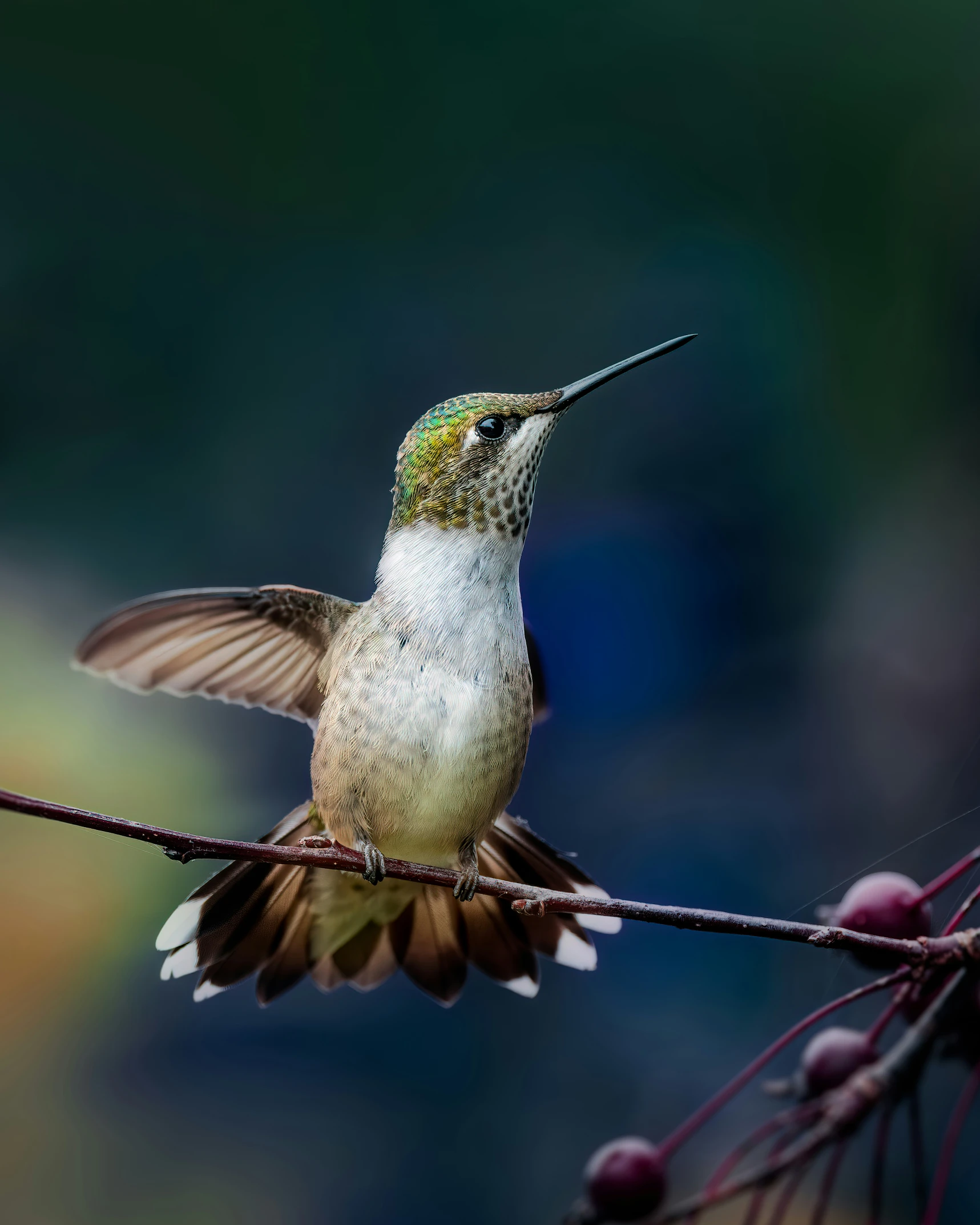 a hummingbird sitting on top of a nch