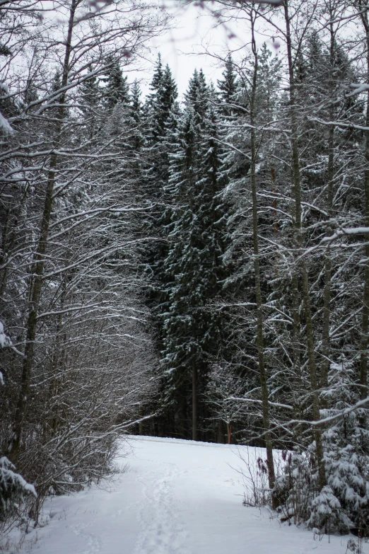 a wooded trail with tracks leading through the forest