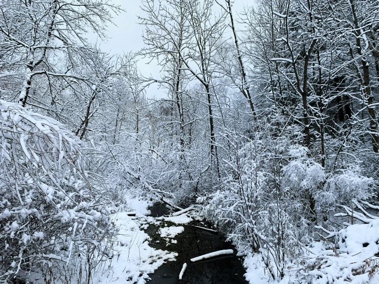 the stream is running along the edge of a wooded area