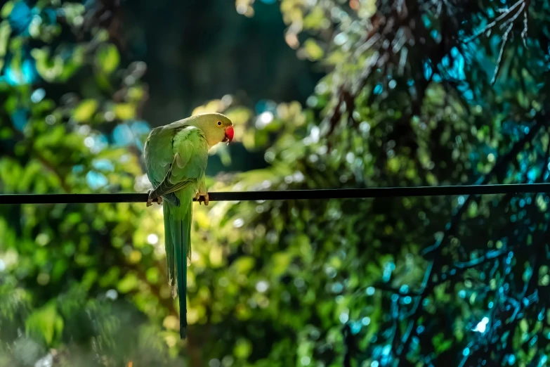 a small green parrot perched on the edge of a wire