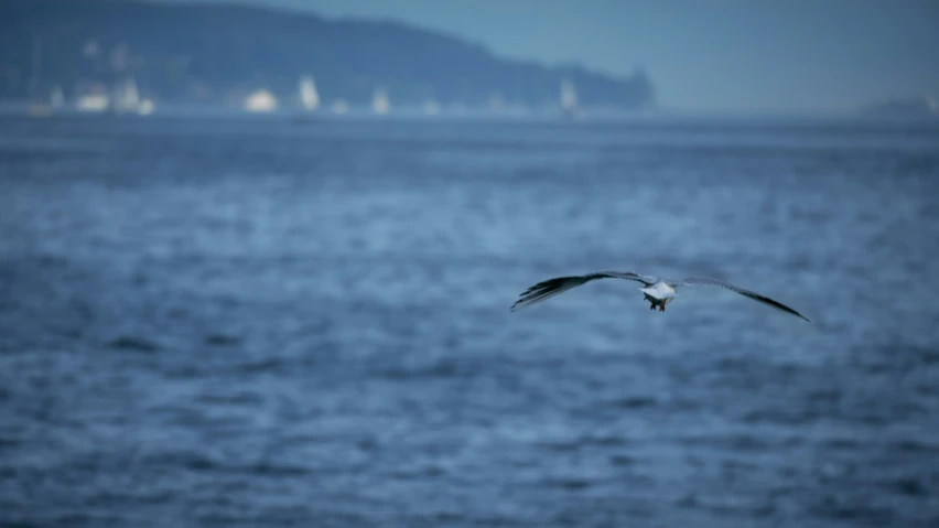 a sea bird flying over the ocean with sailboats in the background