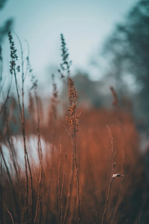 the tall dry grass is under a blue sky