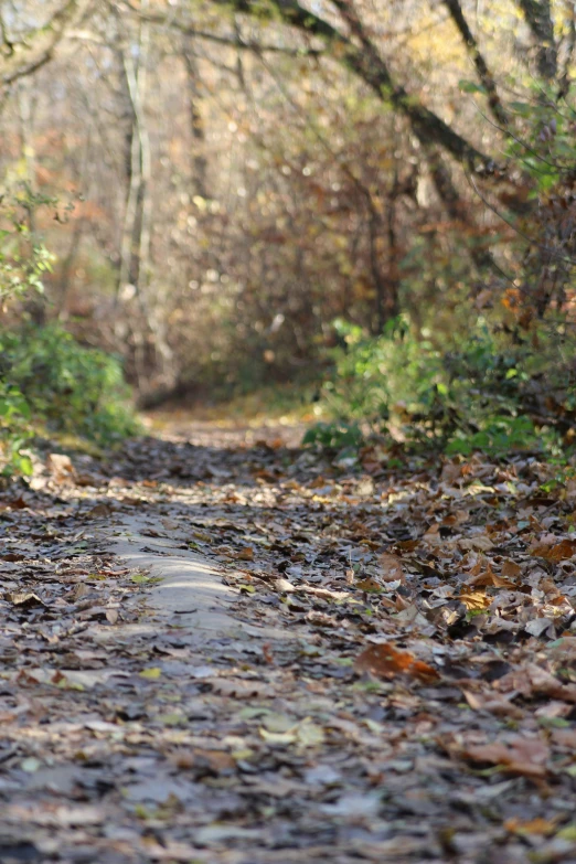 a wooded dirt road with fallen leaves and water in the foreground