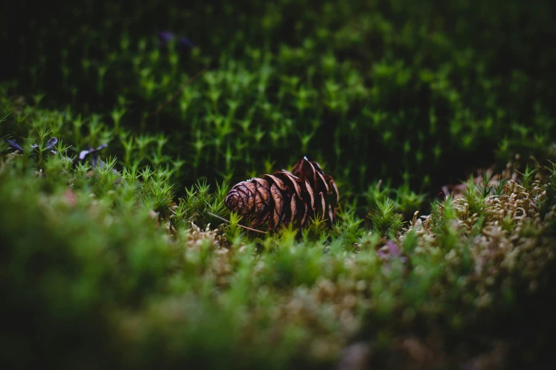 a brown pine cone surrounded by green plants