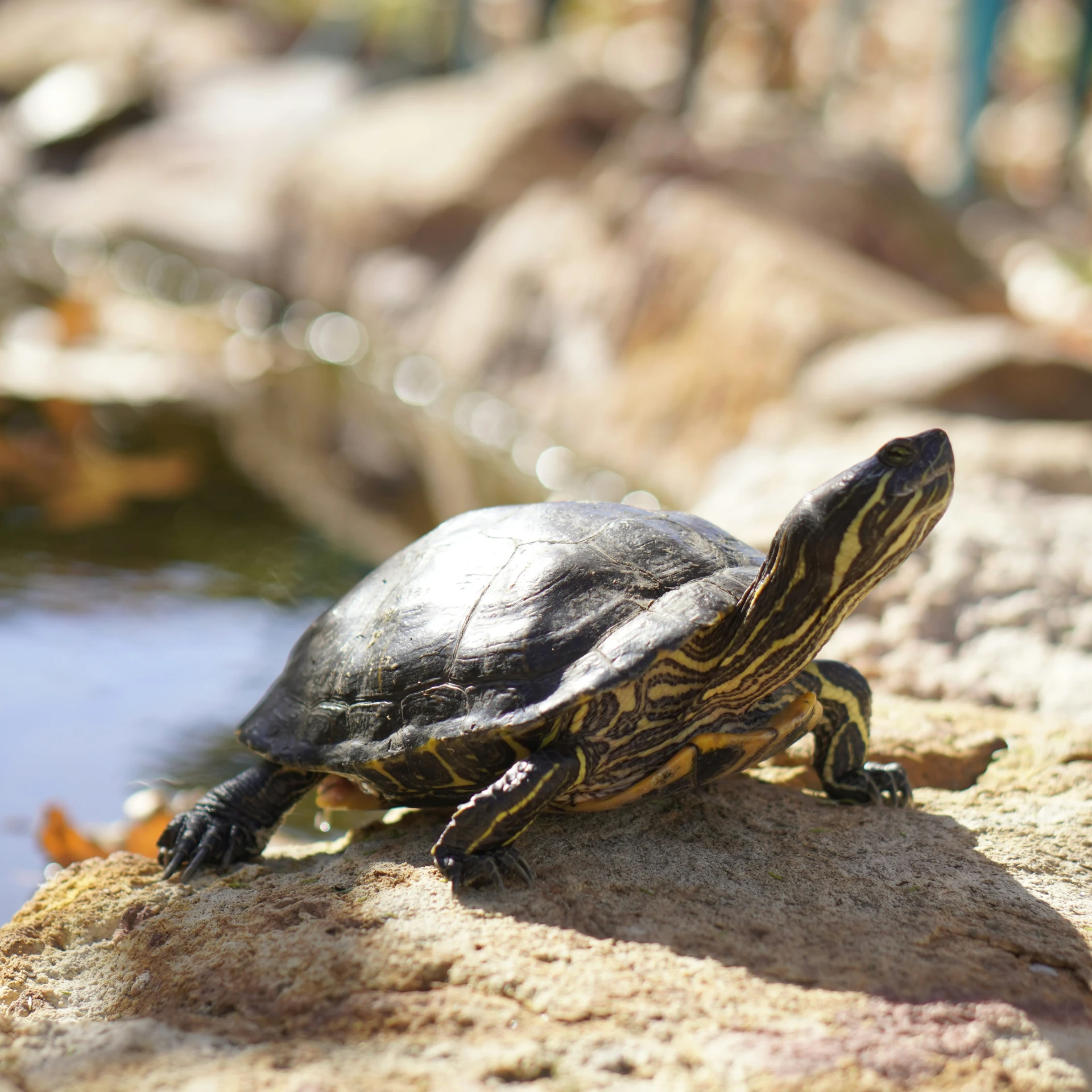 the turtle is sitting on the rocks by the water