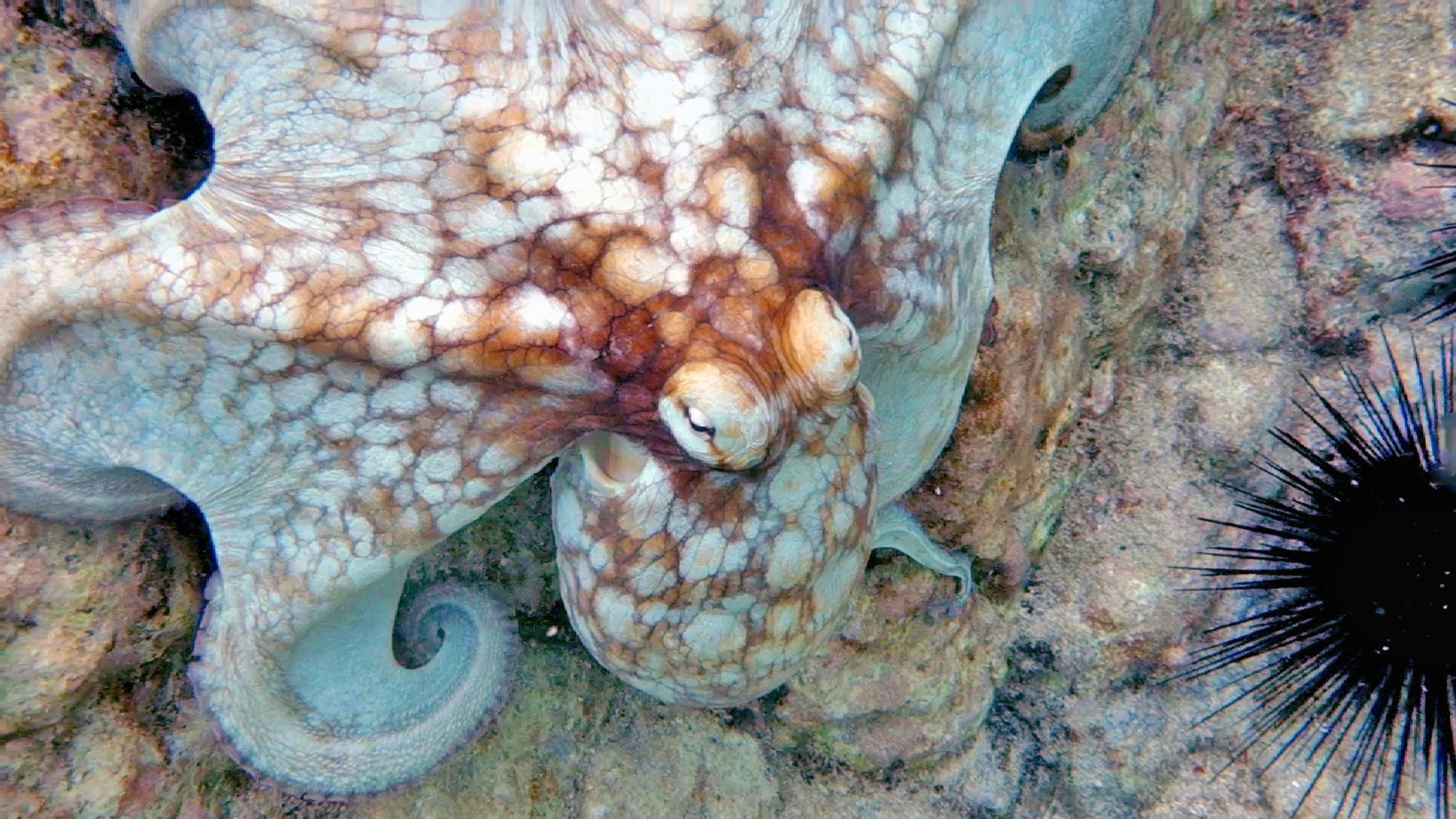 a very large and pretty looking sea star