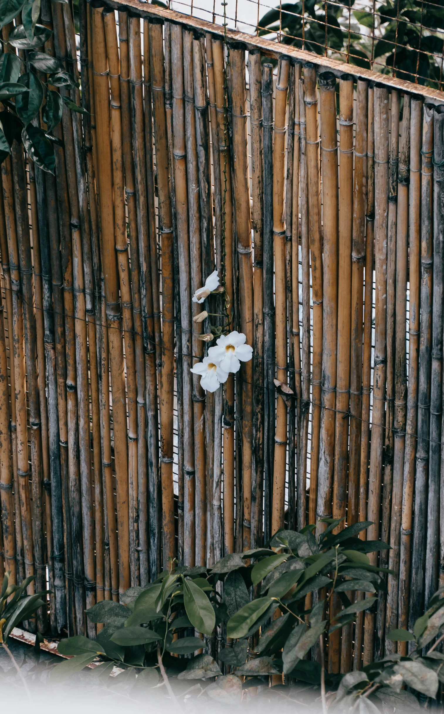 flower on bamboo fencing and water in dle