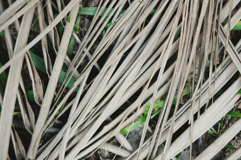 the floor is made out of natural wood and has plants growing from it