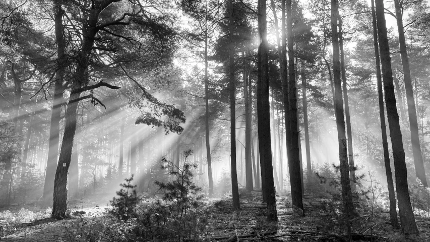 black and white po of foggy forest