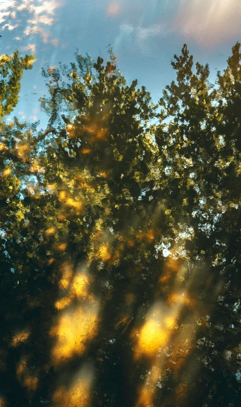 trees with yellow and green leaves with sunlight beaming through