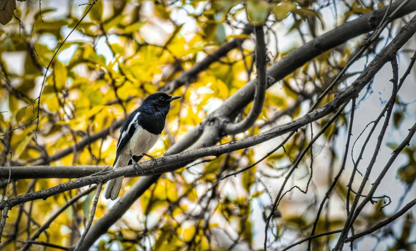 a bird is sitting on the nch of a tree