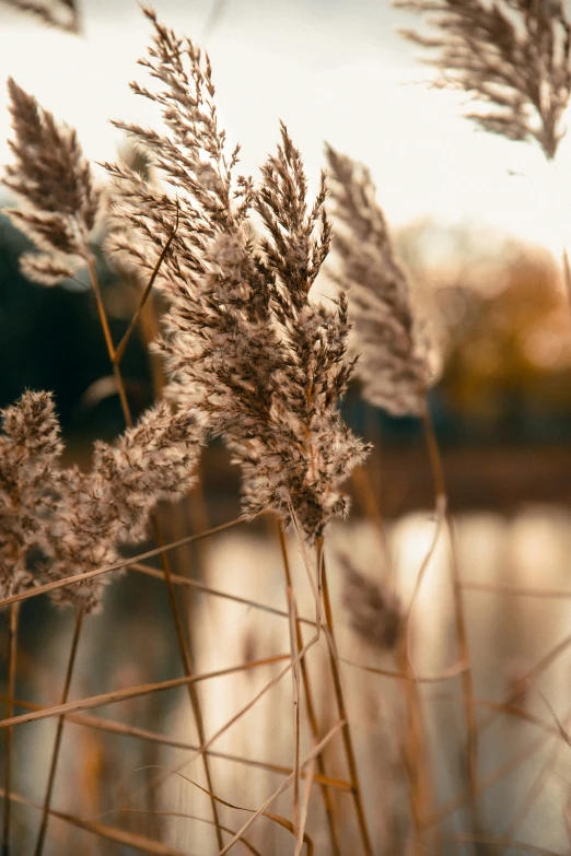 a bunch of very pretty looking grass by the water