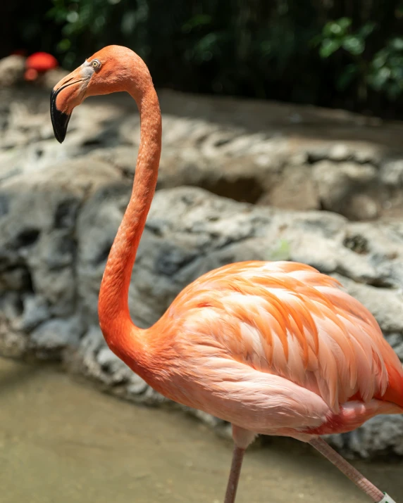 an orange flamingo is standing alone in the wild