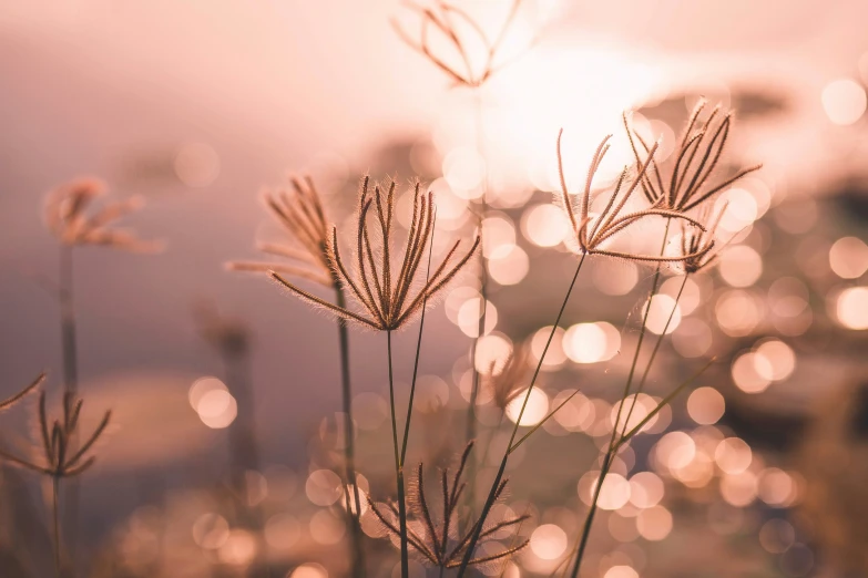 plants and stems with light behind them