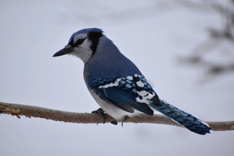 a close up of a blue jay sitting on a nch