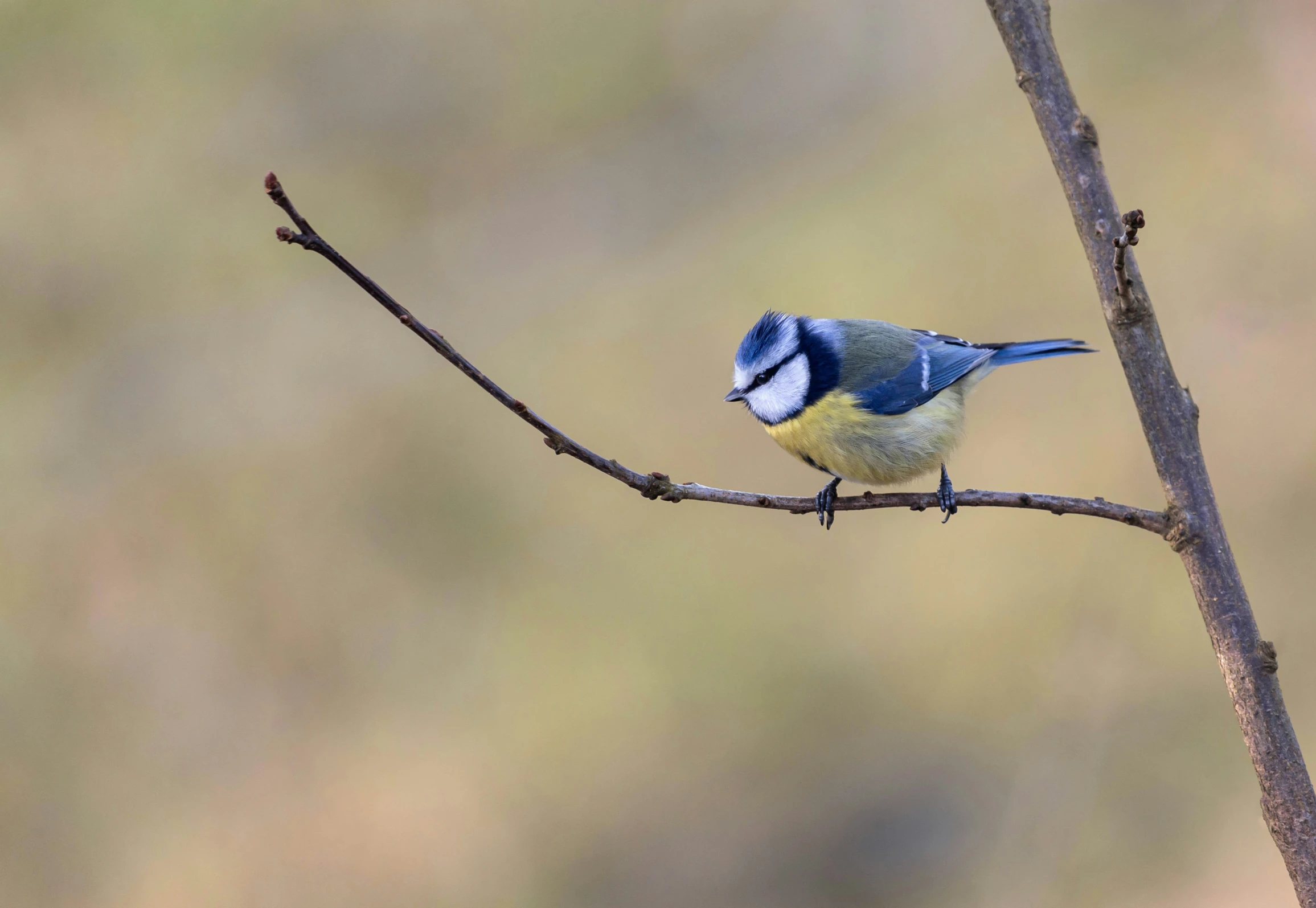 blue bird sitting on a nch in front of blurry background