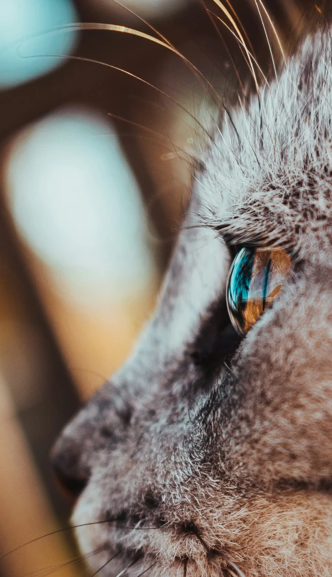 a close up of a gray cat's face and a small round blue eye