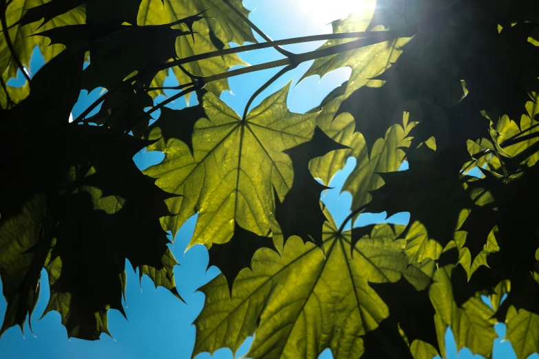 the sunlight shines through green leaves as the sky peeks overhead