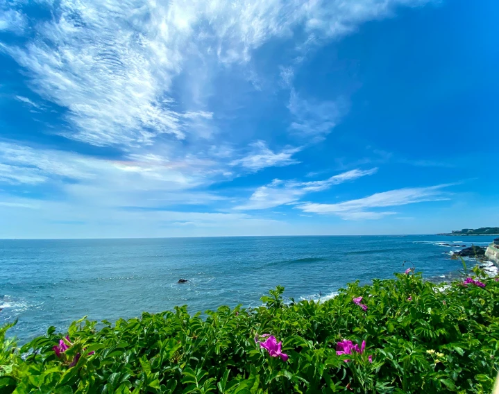 some flowers and rocks and the ocean