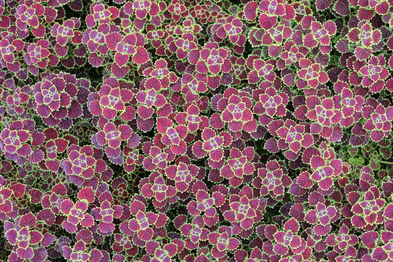 a large group of small pink flowers in many rows