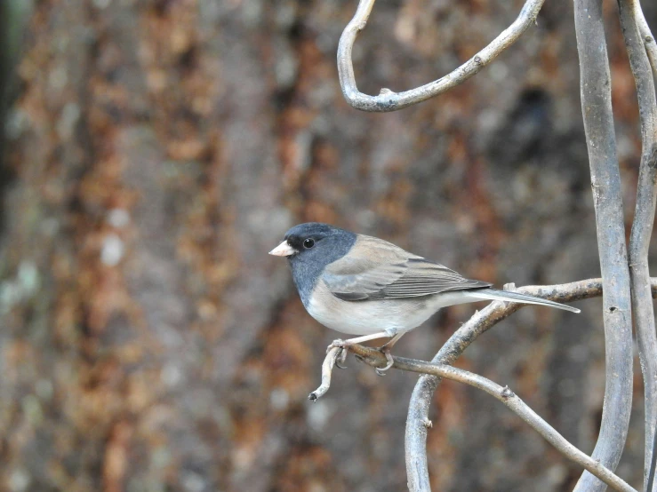 a close up of a bird sitting on a tree nch