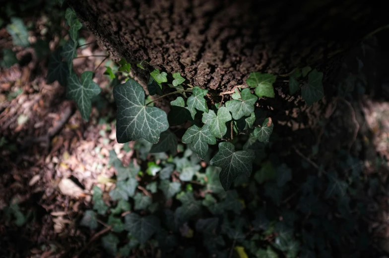 close up image of green leaves growing around a tree