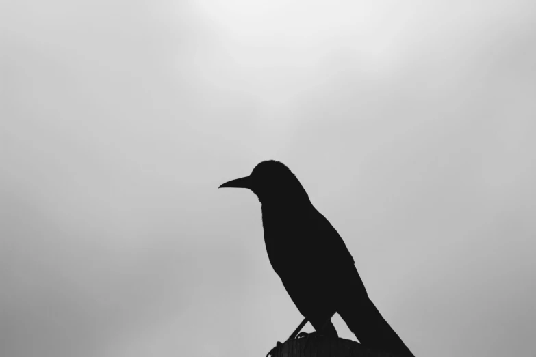 a lone bird sits on top of a wooden fence post