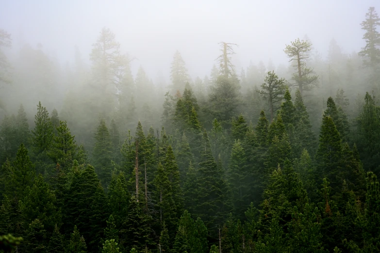 fog in the air covering the trees and sky