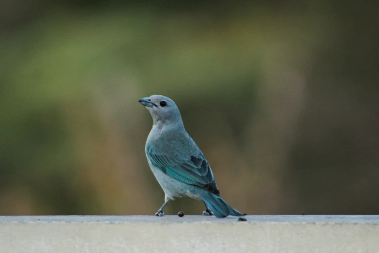 a grey and blue bird on a ledge