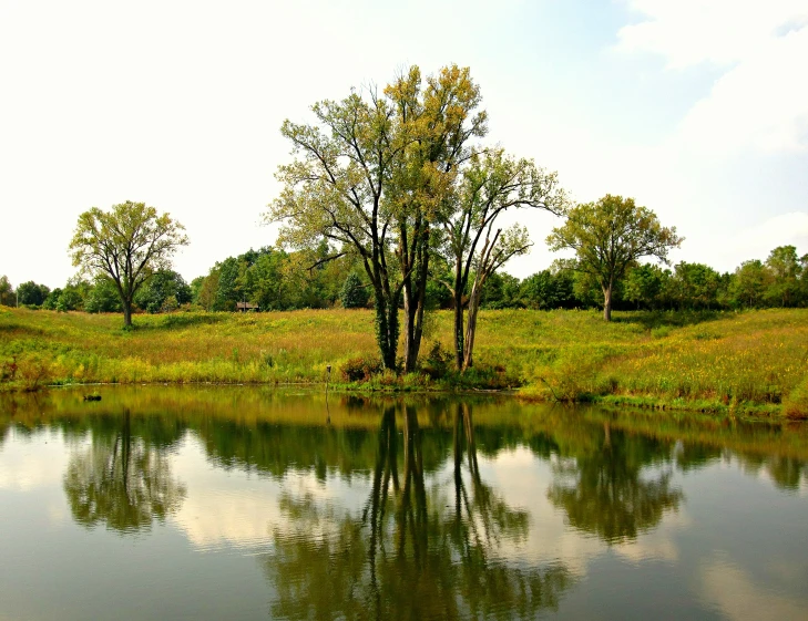 a body of water with trees in the background