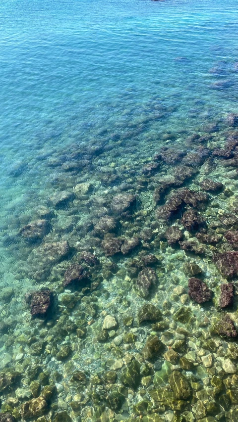 an underwater view of seabeds and coral reef, on a sunny day