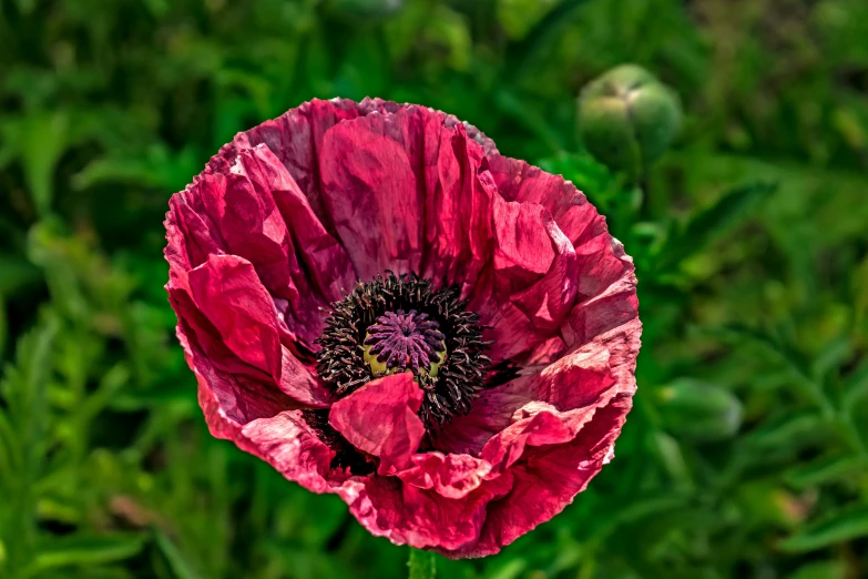 a big red flower standing out in the green grass