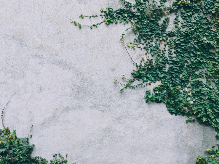 an ivy is growing on the wall and cement