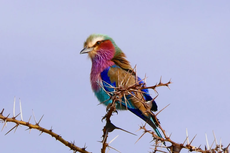 a brightly colored bird sitting on top of a tree