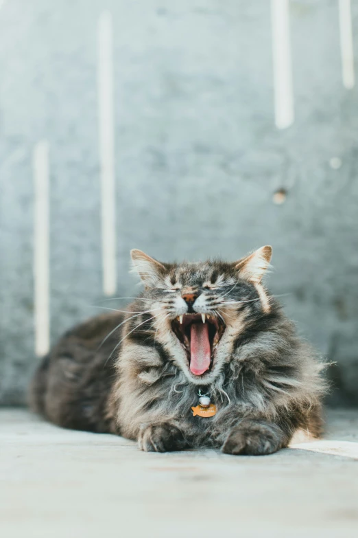 a cat with its mouth open and is yawning