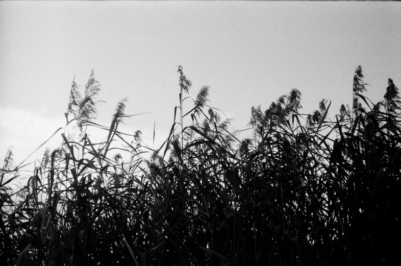 an image of a group of tall plants in the evening