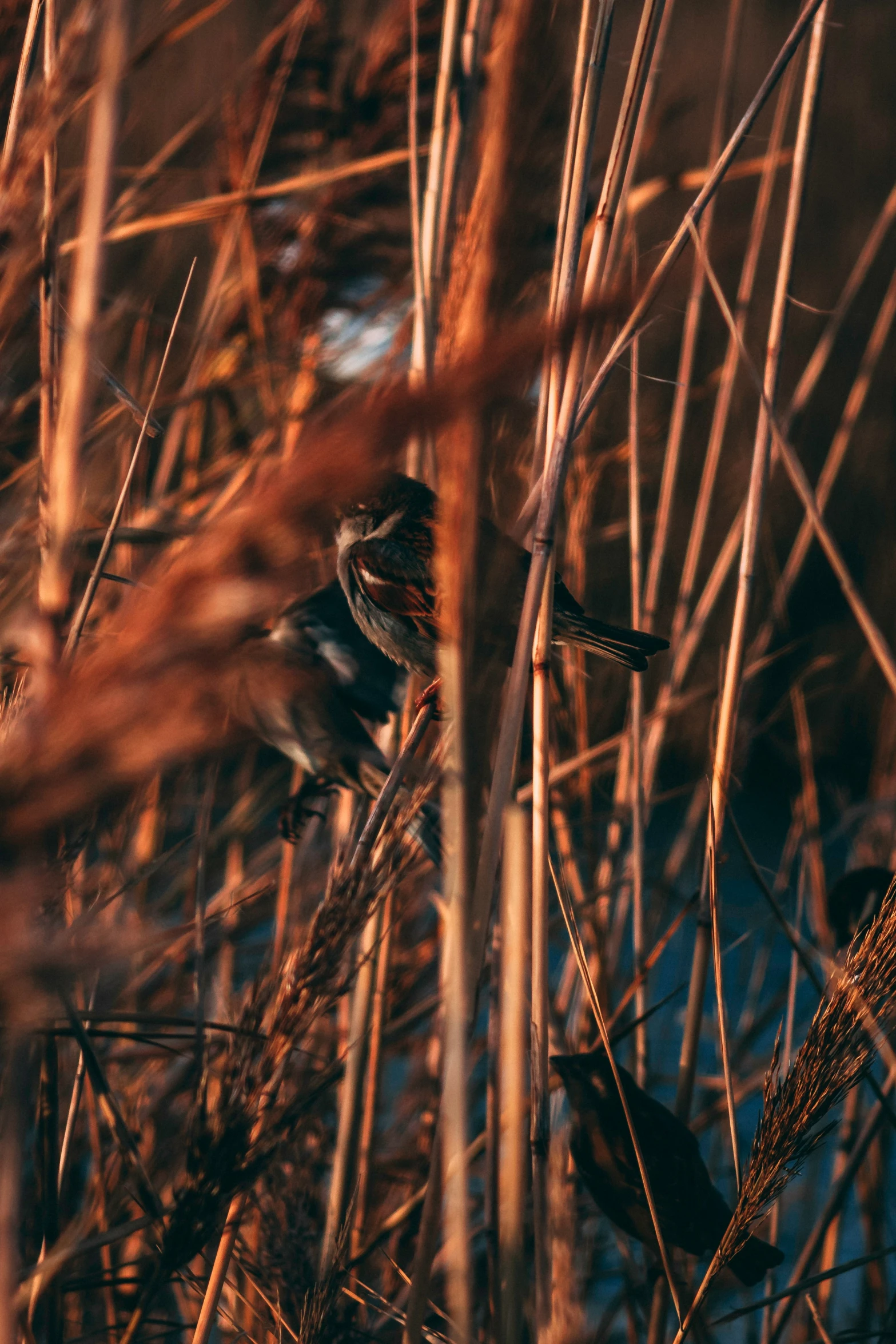 a small bird sitting in the reeds of a marsh