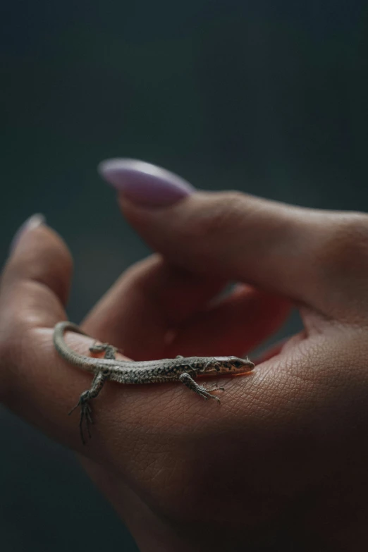 the lizard is being held in its left hand