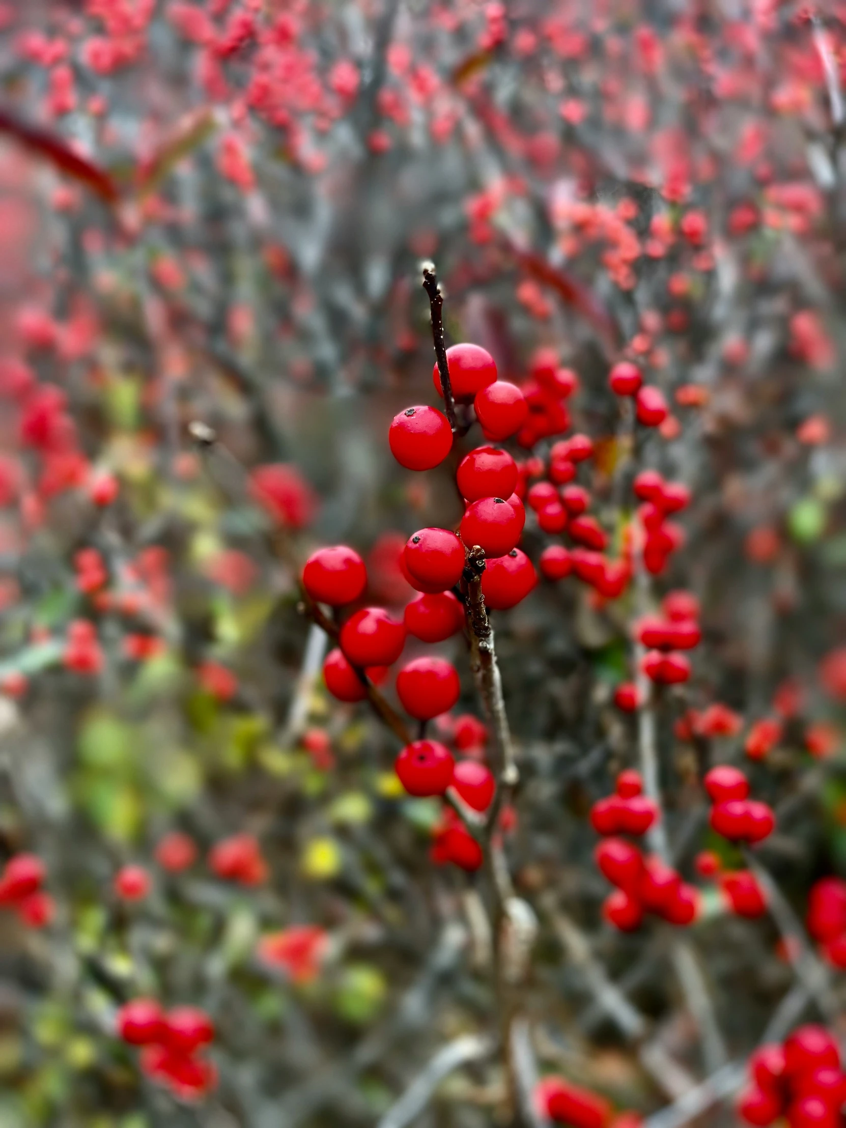 some red berries on a tree nch in the fog