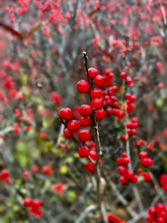 some red berries on a tree nch in the fog